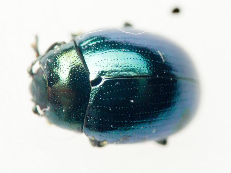 Chrysomelidae LatreiIle, 1802